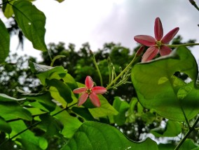 花卉蜡烛蜜蜡，夏季养花指南——哪些地方不宜养花卉花卉蜡烛蜜蜡	夏天哪些地方不宜养花卉呢